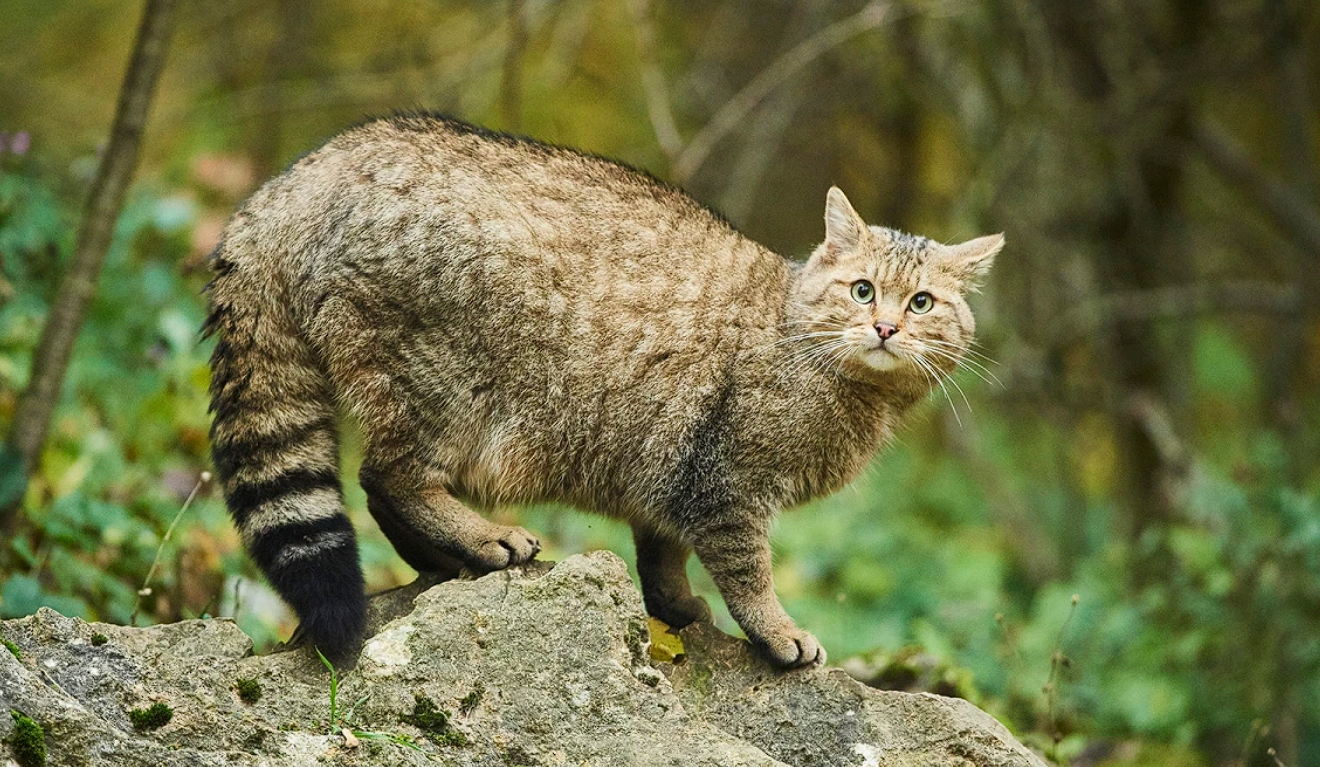 Әуесқойлық порно